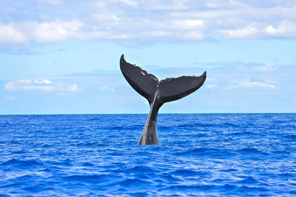 Ma'alaea Harbor: Whale Watching Catamaran Cruise - Common questions