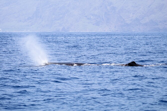 Madeira Dolphin & Whale Watching Tour - Last Words