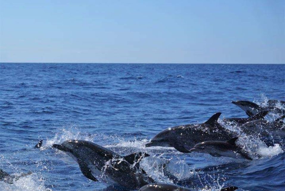 Madeira: Guaranteed Whales or Dolphins Watching Tour - Common questions