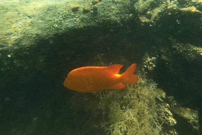 Marine Bio 101 Snorkel in San Diegos Mission Bay - Last Words