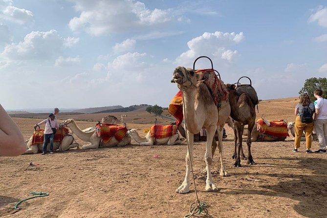 Marrakech Day Trip to the Atlas Mountains, Four Valleys and Camel Ride Waterfall - Return to Marrakech