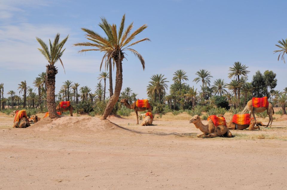 Marrakech Daytrip Including Lunch, Camel Ride From Casablana - Common questions