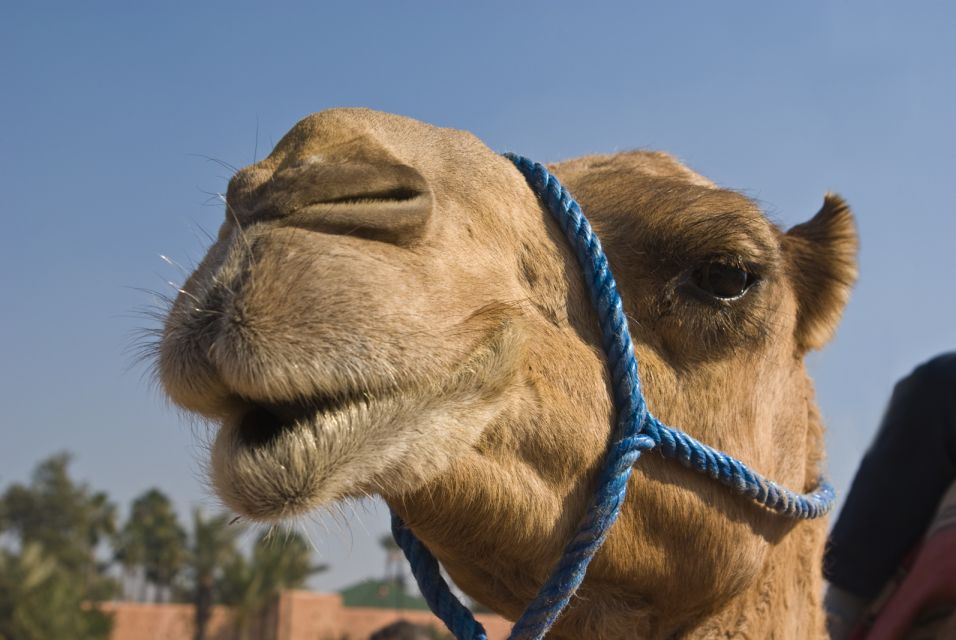 Marrakech : Exciting Camel Ride in Palmeraie - Additional Activities