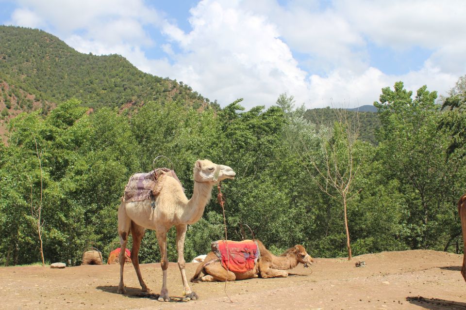 Marrakech: High Atlas Mountains and Agafay Desert Day Tour - Booking Information