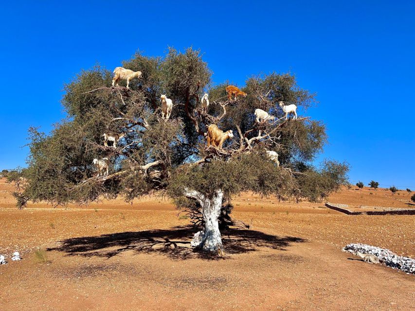 Marrakech to Essaouira: Day Trip With Lunch and Wine Tasting - Return Journey to Marrakech