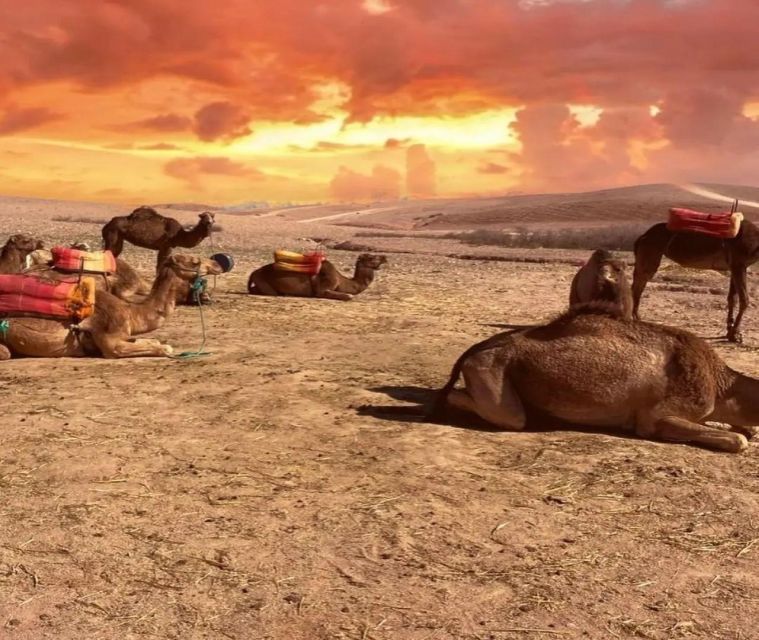 Marrakesh: Agafay Desert Sunset, Camel Ride, Dinner and Show - Last Words