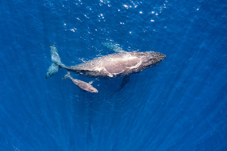 Maui: Guided Whale Watching Tour on Eco Raft - Common questions