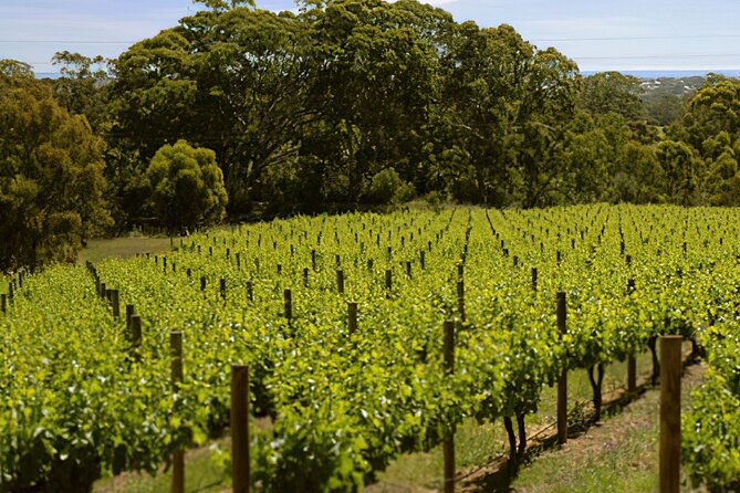 McLaren Vale & Historic Hahndorf Wine Tour - Common questions