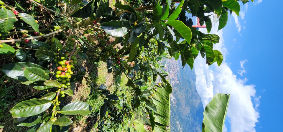 Medellin: Coffee Farm Tour & Spa With Overnight Glamping - Common questions