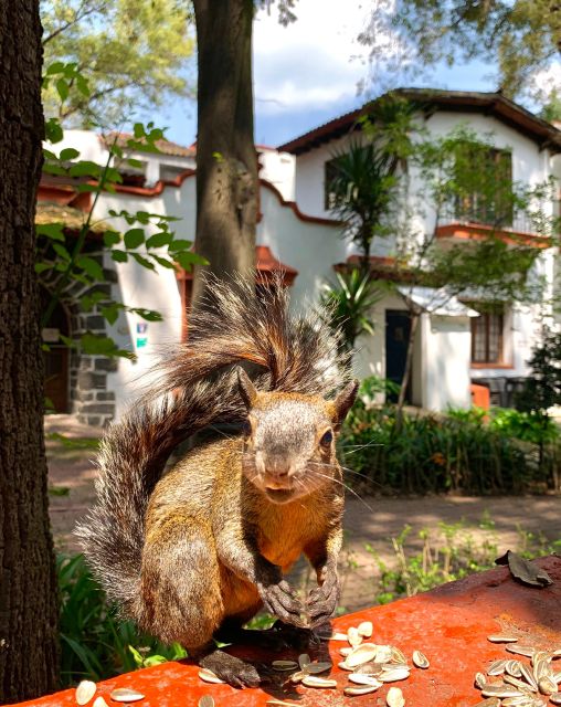 Mexico City: Coyoacan Biking Tour With Frida Kahlo Museum - Common questions