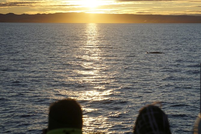 Midnight Sun Whale Watching From Reykjavik - Common questions
