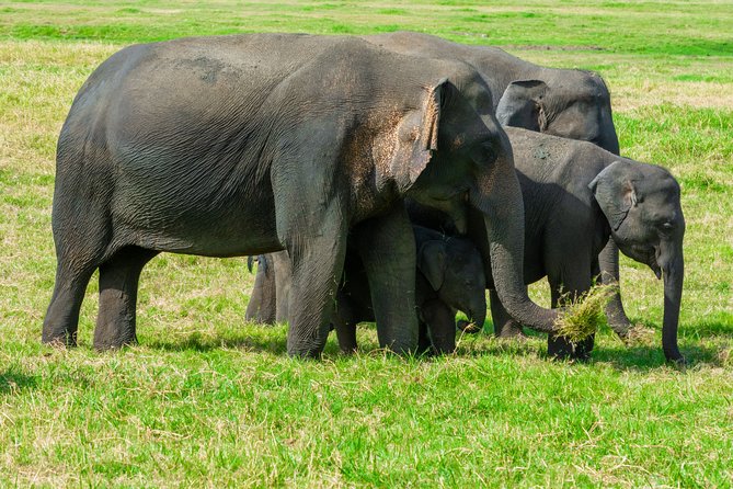 Minneriya National Park Private Safari - Additional Tips for Safari Participants