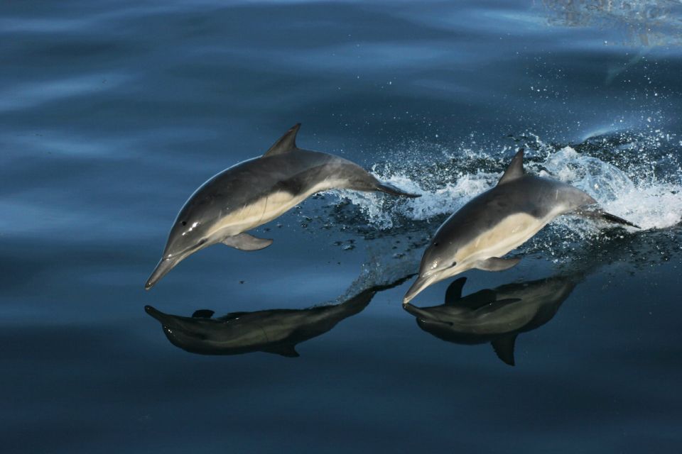 Monterey: Whale Watching Tour With a Marine Guide - Common questions