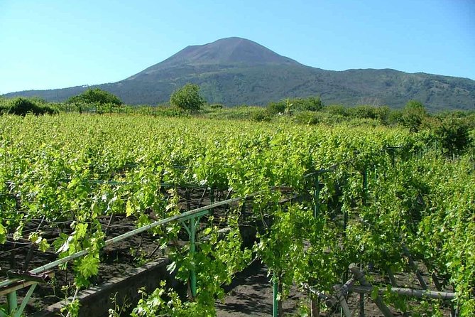 Mount Vesuvius Tour Plus Winery Lunch  - Sorrento - Visitor Recommendations