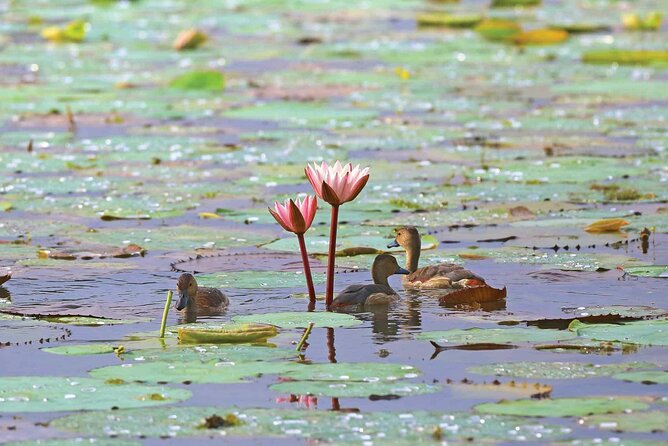 Muthurajawela Bird Watching Tour From Negombo / Colombo - Last Words