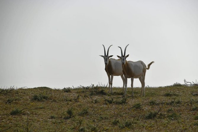 National Park Visit Souss Massa (Endangered Animals) - Last Words