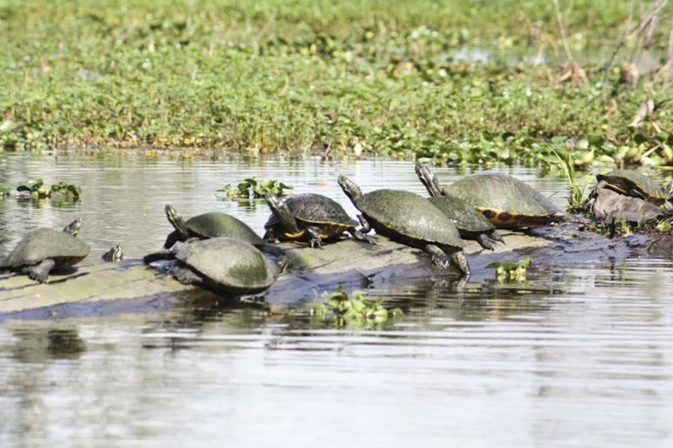 New Orleans: High Speed 16 Passenger Airboat Ride - Wildlife Encounter