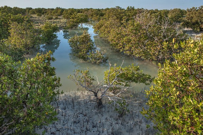 North Of Qatar Al Khor The Purple Island Al Zubara Fort Mangrove Forest