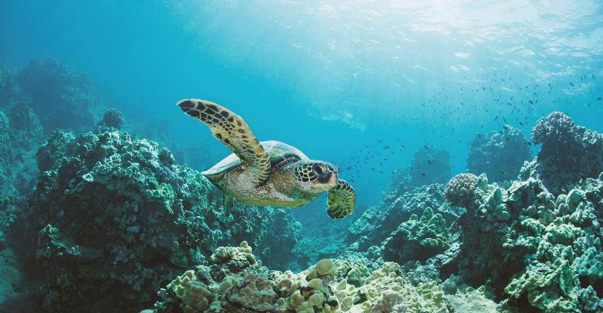 Oahu: Turtle Canyon Snorkeling Boat Tour - Snorkeling Equipment Provided