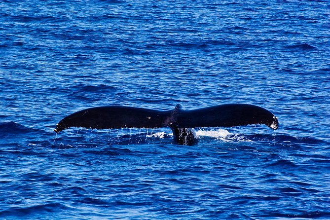 Oahu Whale-Watching Excursion - Last Words