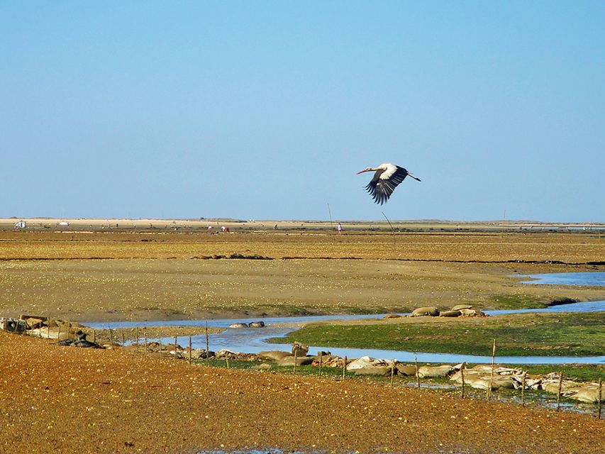 Olhão: 3-Hour Ria Formosa Boat Tour - Last Words