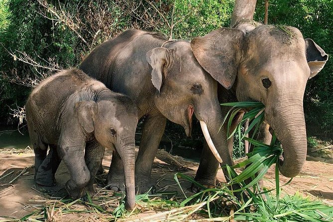 One Day Hiking and Elephant Experience by Chiang Mai Elephant Home - Last Words