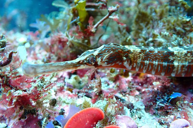 Open Water Diver Course in Arrabida Natural Park (Near Lisbon) - Common questions