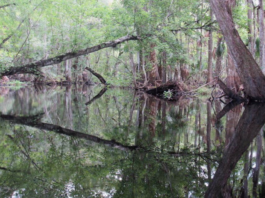 Orlando Kayak Tour: Blackwater Creek Scenic River With Lunch - Common questions