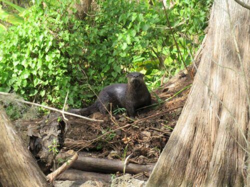 Orlando: Small Group Rock Springs Run Kayak Tour - Common questions