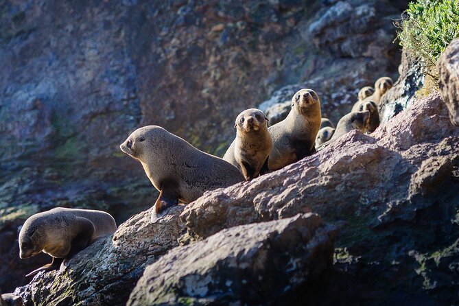 Otago Harbour Wildlife Cruise (Dunedin Shore Excursion) - Contacting Support and Assistance