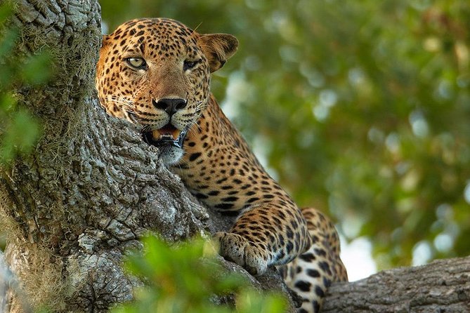 Overnight Private Leopard Safari With Luxury Tented Camping - Last Words