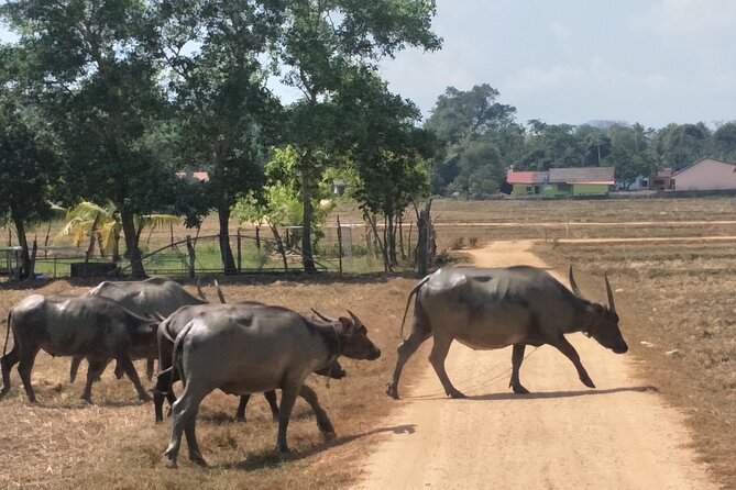 Patong Small-Group Yao Island Cycling Tour  - Southern Thailand and Andaman Coast - Last Words