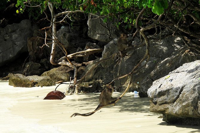 Phi Phi Island by Premium Speedboat With Lunch and Park Fees - Last Words