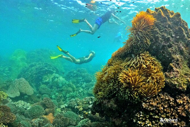 Phu Quoc Private Coral Jungle Reef Snorkel Tour - Common questions