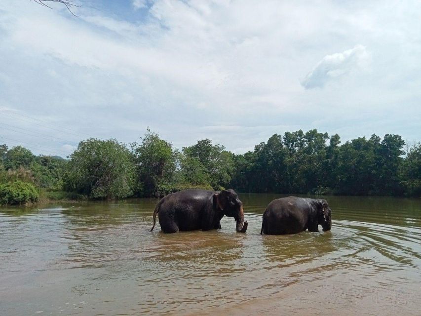Phuket: Ethical Elephant Sanctuary Eco Guide Walk Tour - Common questions