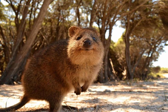 Pinnacles & Rottnest Island Scenic Air & Ground Tour - Common questions