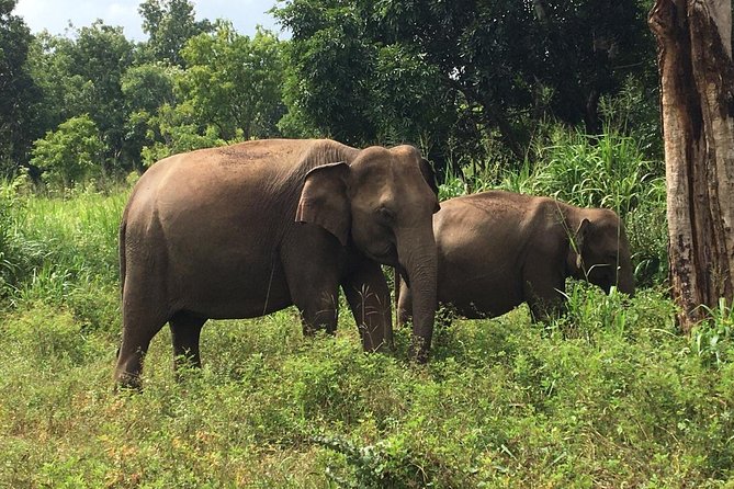 Polonnaruwa Day Tour With Lunch by Mahaweli - Last Words