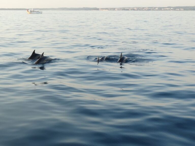 Poreč: Dolphin Spotting Cruise With Included Drinks