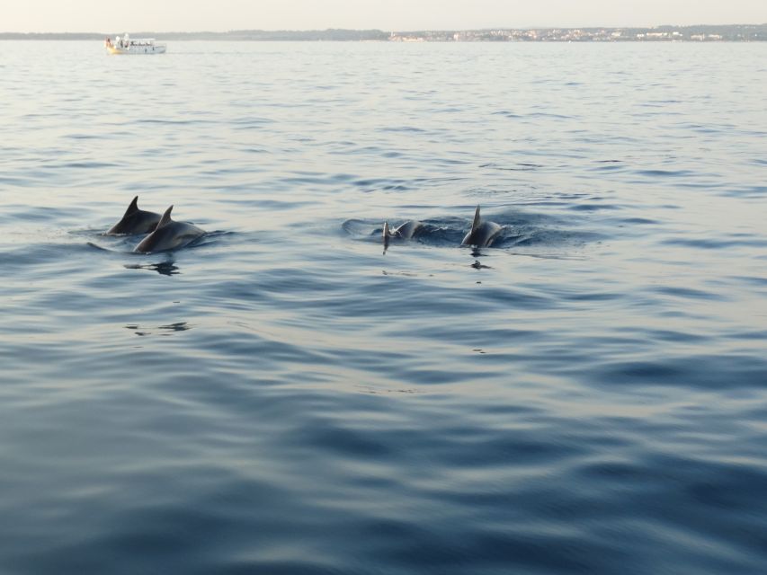 7 porec dolphin spotting cruise with included drinks Poreč: Dolphin Spotting Cruise With Included Drinks