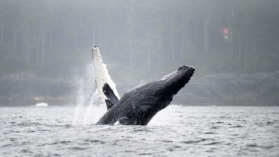 Port Hardy: Sea Otter and Whale Watching - Last Words