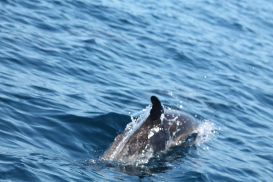 Portimão: 2-Hour Dolphin Watching Boat Tour - Last Words