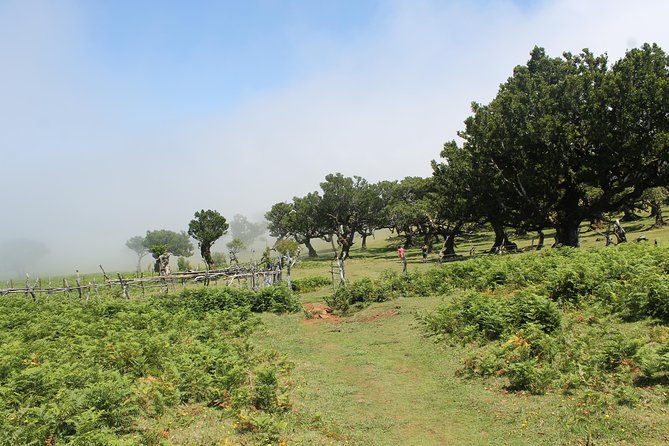 Porto Moniz - Enchanted Terraces: Open 4x4 Full Day Tour - Common questions