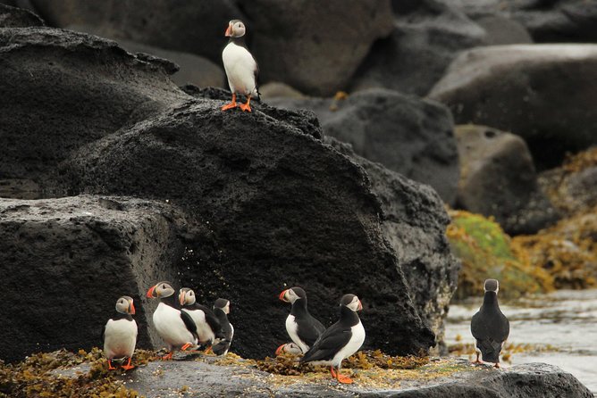 Premium Small-Group Puffin & Bird Watching Tour From Reykjavík - Last Words