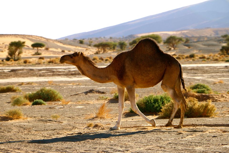 Private 2-Day Camel Trekking With All Inclusive Luxury Camp - Customer Satisfaction Guarantee