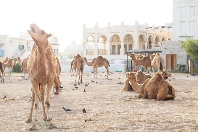 Private Doha Guided City Tour To All Main Attractions - Traveler Photos