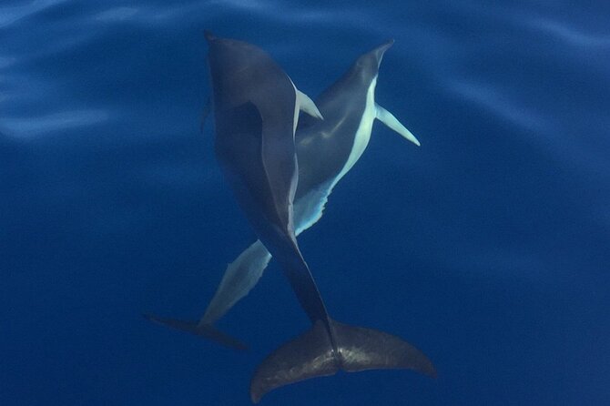 Private Dolphin and Whale Watching Tour in Madeira - Common questions