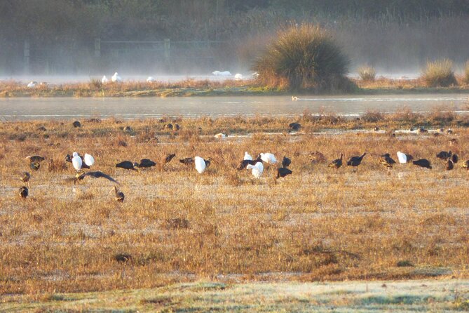 Private Doñana National Park 4x4 - Booking and Pricing Information