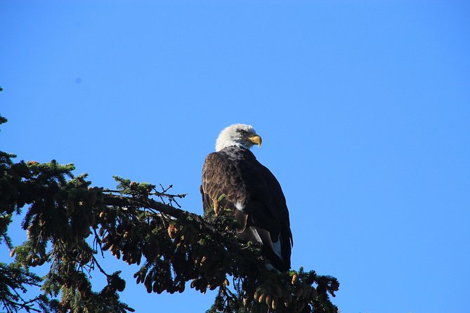 Private Luxury Shore Excursion Skagway, AK to Emerald LAKe, Yukon. - Company Information