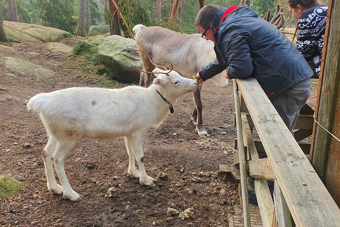 PRIVATE Reindeer Park Adventure by VIP Car - Last Words