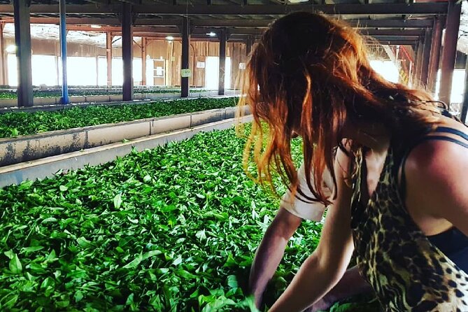 Private Tea Tour and Tea Factory - Additional General Information